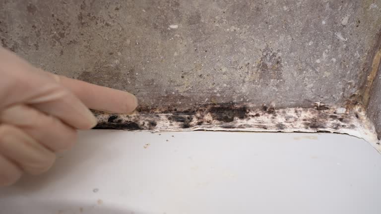 Best Crawl Space Mold Remediation  in Pendleton, SC